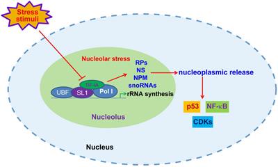 Nucleolar stress: Friend or foe in cardiac function?